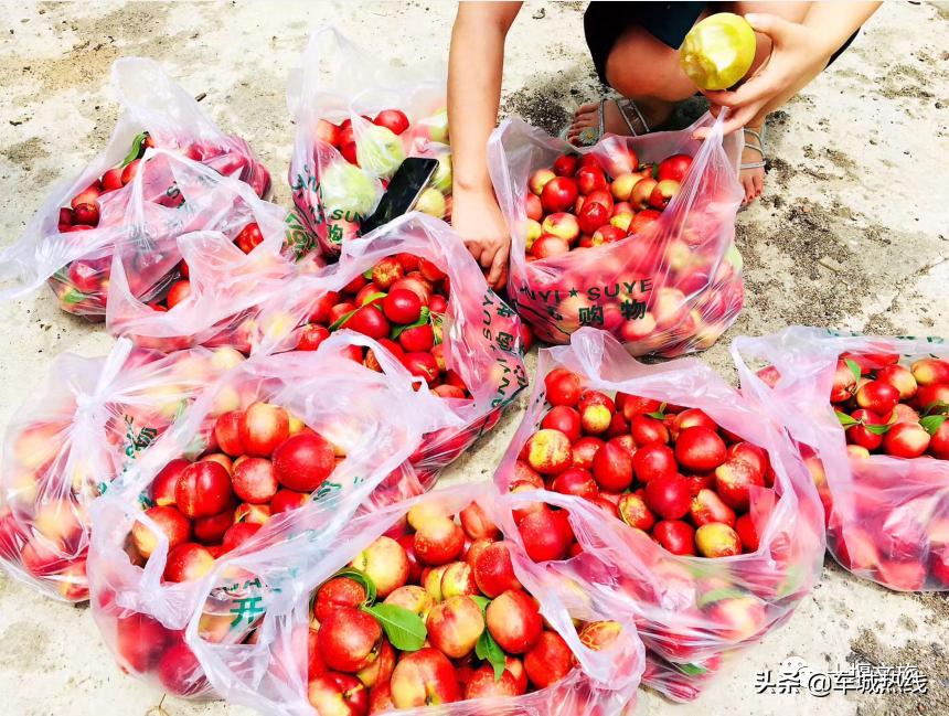 桃子采摘园十堰,十堰摘桃好去处