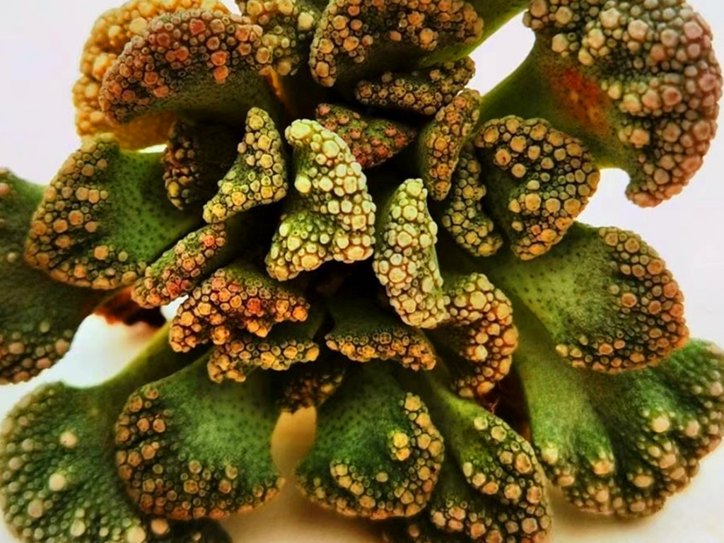 带斑点的多肉有哪些,有气质的多肉