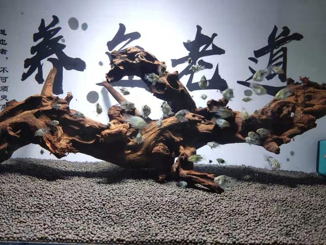 鱼缸接二连三死鱼要不要翻缸,鱼缸里鱼时不时死一条