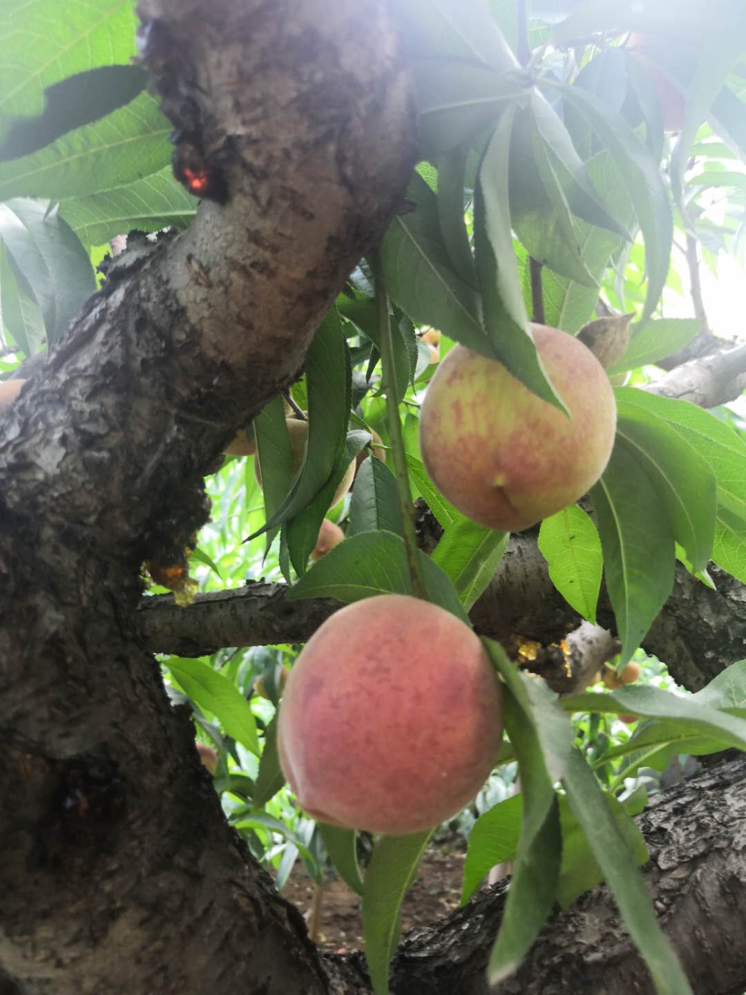 桐柏电商农产品,桐柏县红桃电商