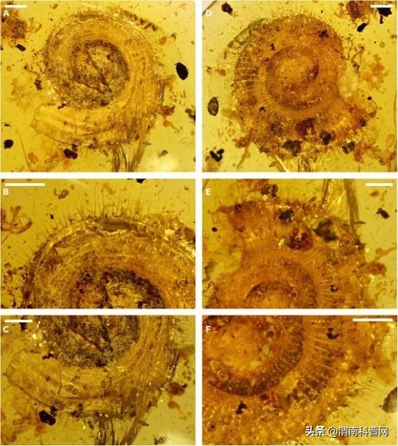 有鳞片的蜗牛,盘点所有的蜗牛