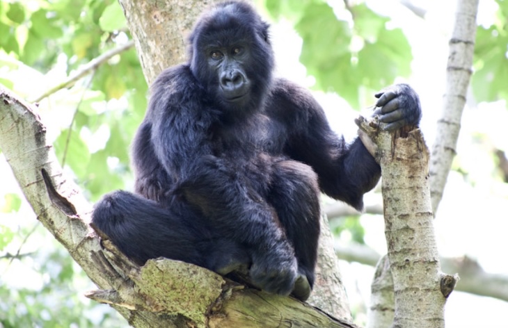 已死亡的著名大猩猩,年龄最大的大猩猩去世