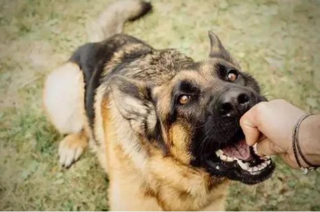 遇到准备挨攻击的狗怎么办,遇到狗攻击怎么对付