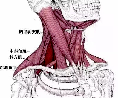 c5-6椎间盘突出是大手术吗,颈椎c5c6椎间盘突出手麻怎么办