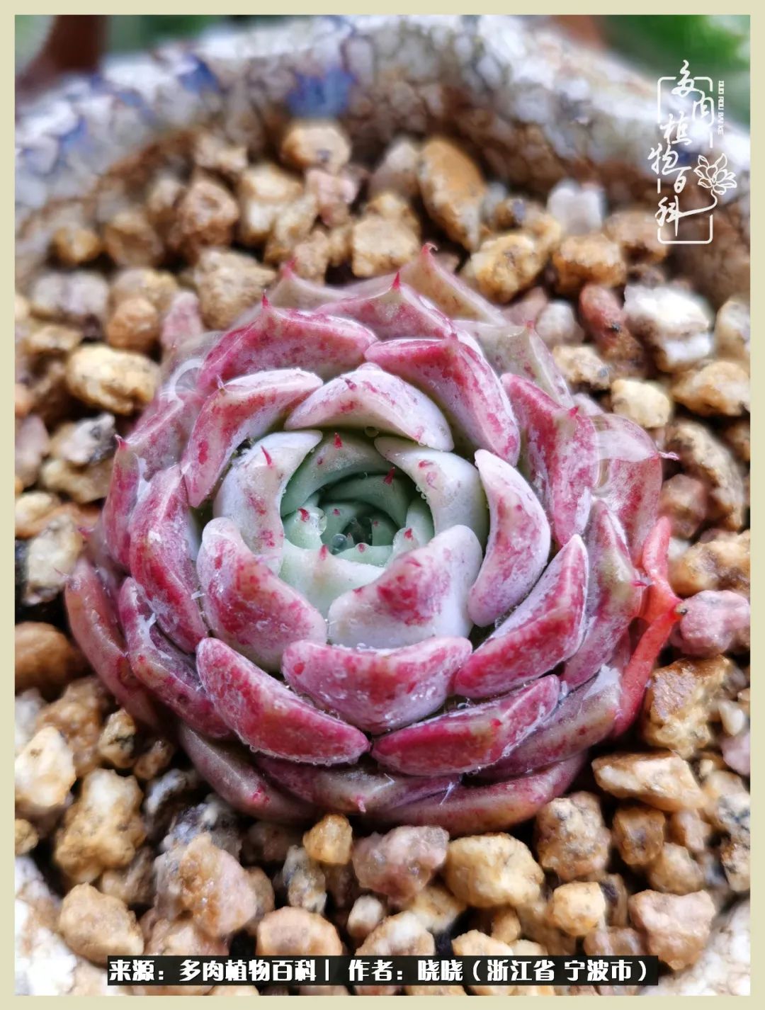 对多肉的热爱深入骨髓,当激情退却希望你依然保持热爱