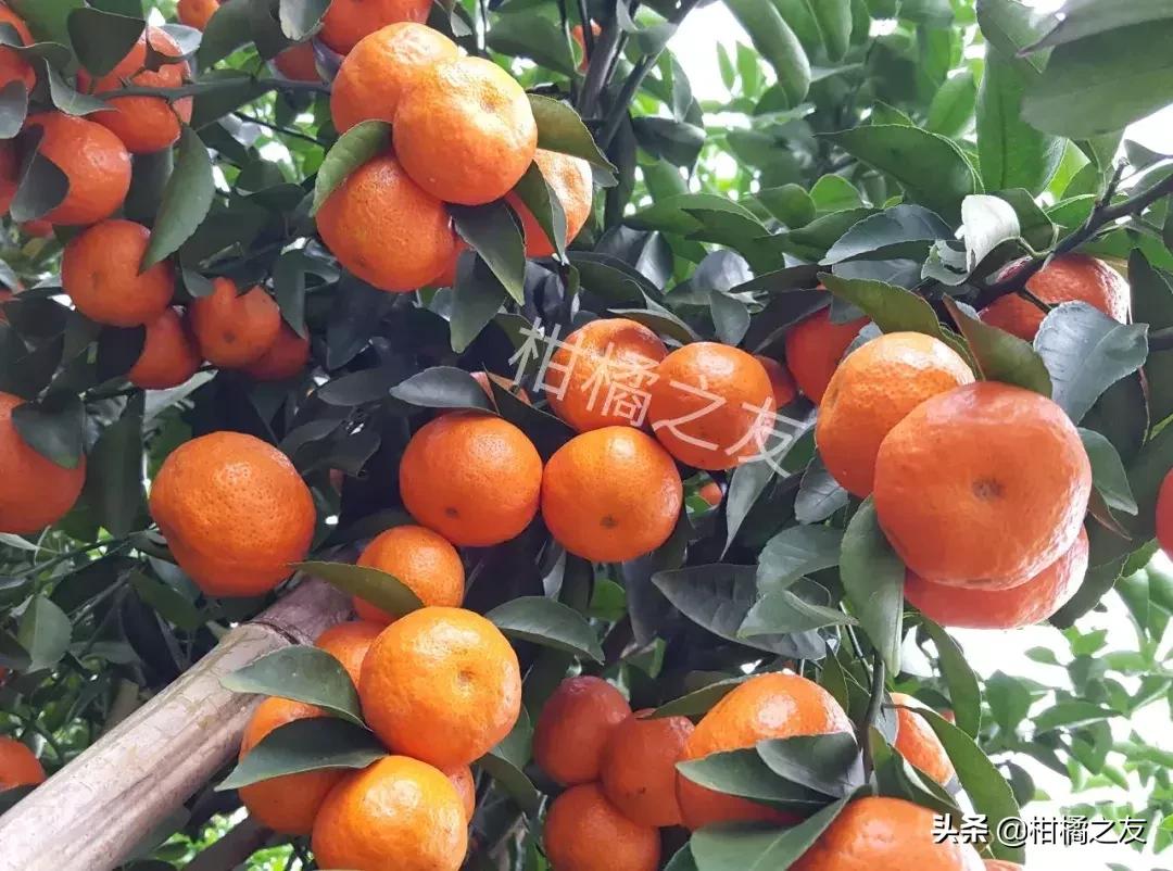 沙糖桔防治病虫害的最佳配方,果农套袋知识