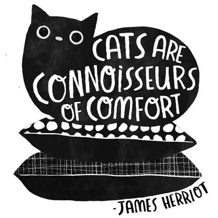 姑娘1天画1只猫坚持了100天 (坚持画猫100天的姑娘太有才了)