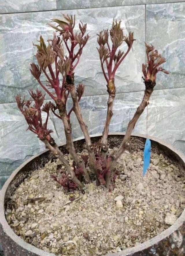 牡丹花怎么栽培开花快,牡丹花怎么栽种才开花