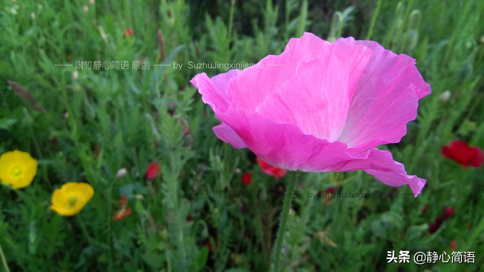 我也曾是学霸，不是因为我多强，是因为环境太差