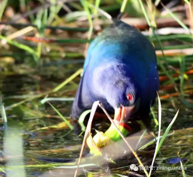 美洲有几种猛禽,美洲三大动物
