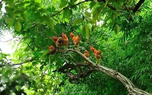 海南保亭旅游攻略必去景点,保亭县旅游攻略自由行