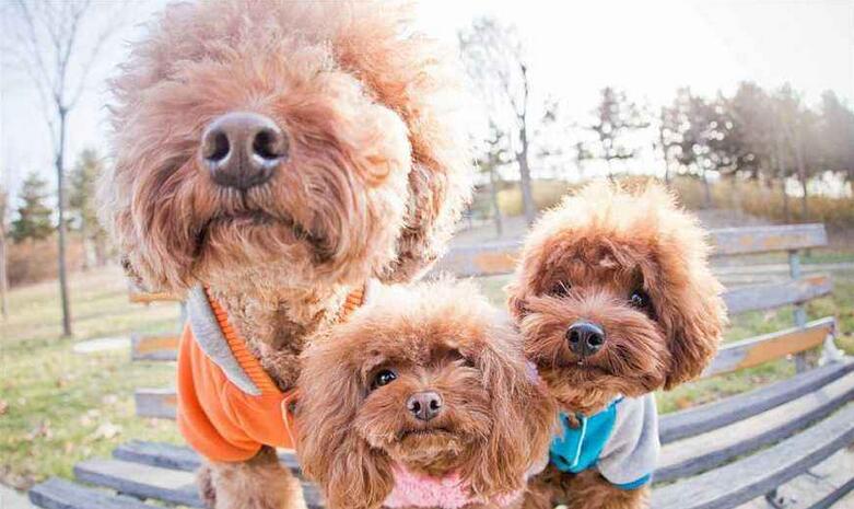 泰迪犬为什么会有泪痕,黑色泰迪犬胸前有白毛是怎么回事