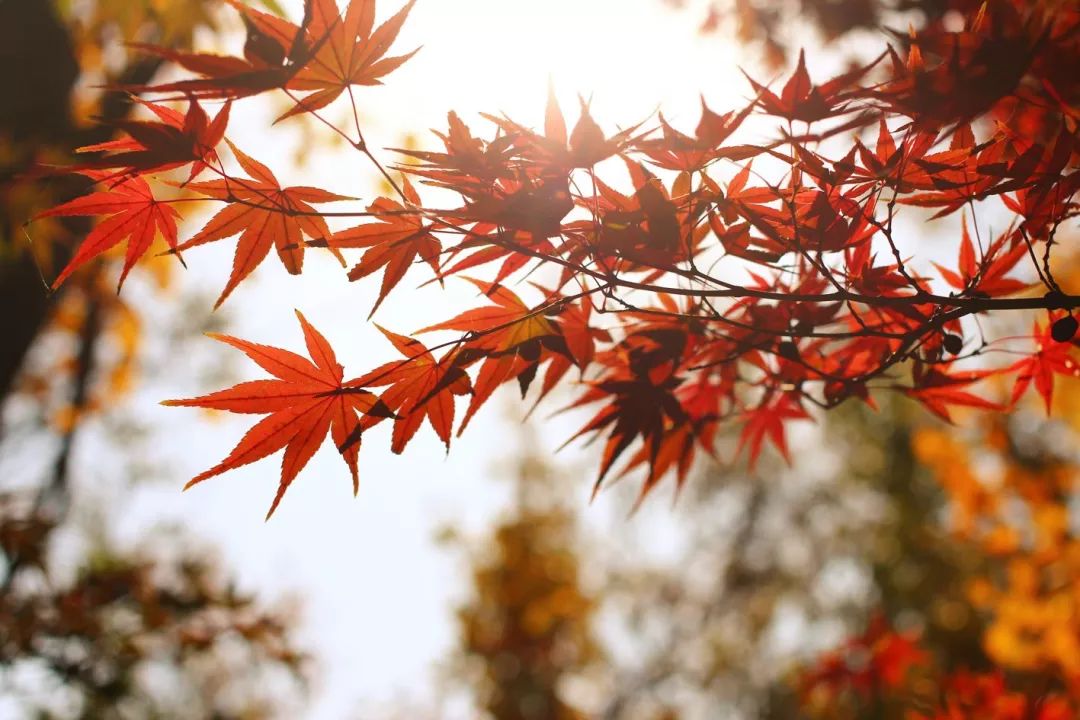 上海厉害了,厉害了上海