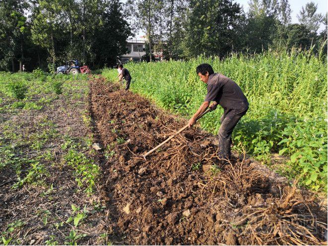 山麦冬中药材报价,麦冬药材价格行情走势