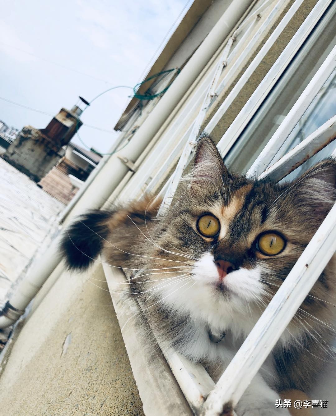 猫咪为什么不喜欢被铲屎官摸爪子,猫咪犯错了揪猫咪的后脖颈可以吗