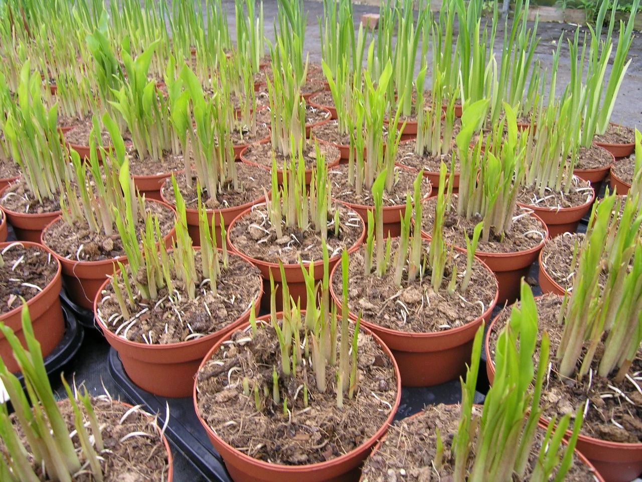 夏季怎样养好马蹄莲花盆栽,马蹄莲叶子枯萎是什么原因造成的