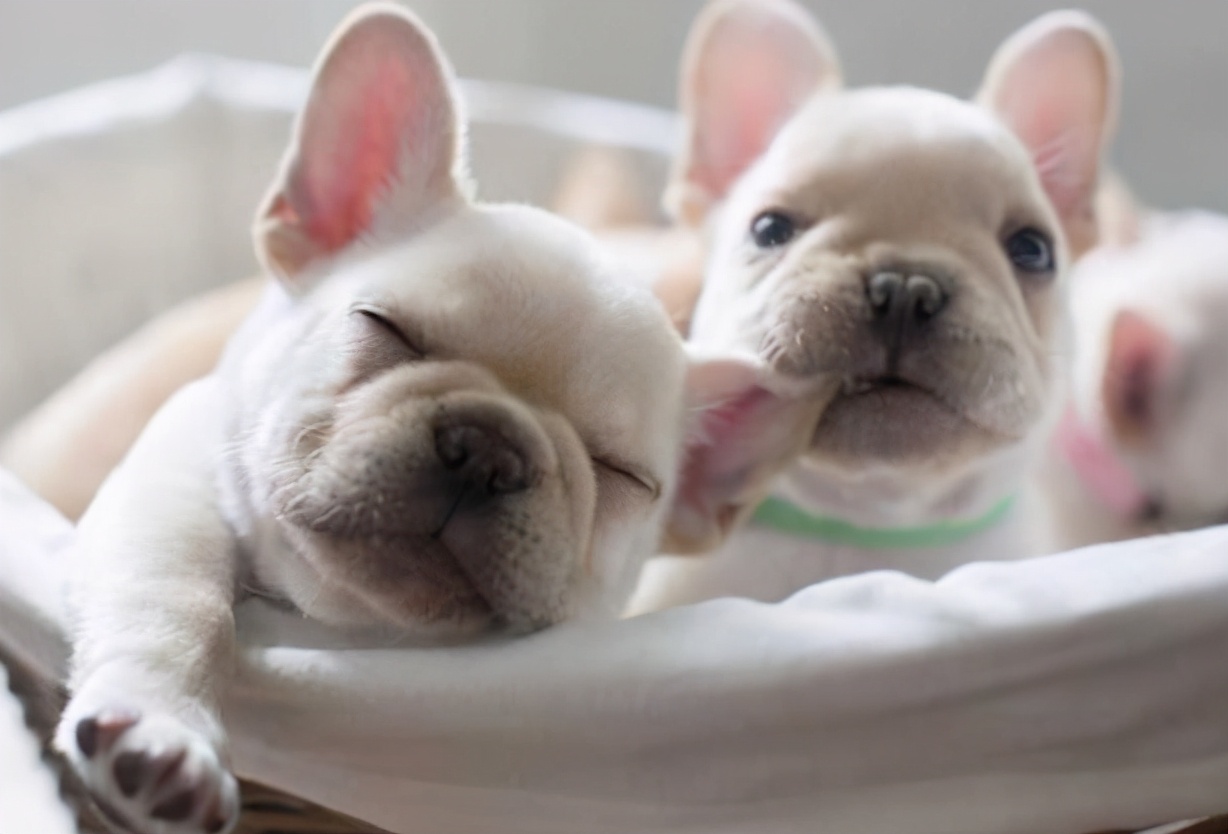 法国斗牛犬的缺点有哪些,法国斗牛犬过于活泼不睡觉