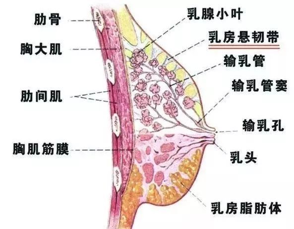 乳腺疾病与乳腺癌的区别,良性就不是癌了吧