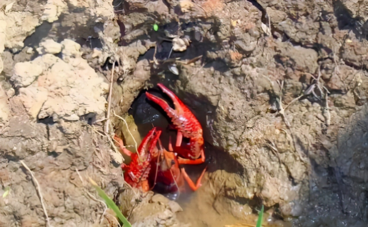 海关截获美国黑腹果蝇如何处理,海关查获美国邮寄果蝇包裹
