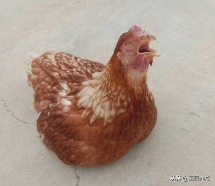 老兽医:鸡群10种异常呼吸音“一病一图”汇总,建议养鸡人看看