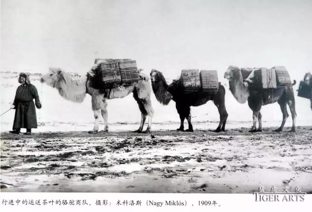 中国茶文化的历史演变及社会功能