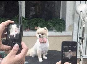 老虎：这是我准备养大吃的，你来凑什么热闹