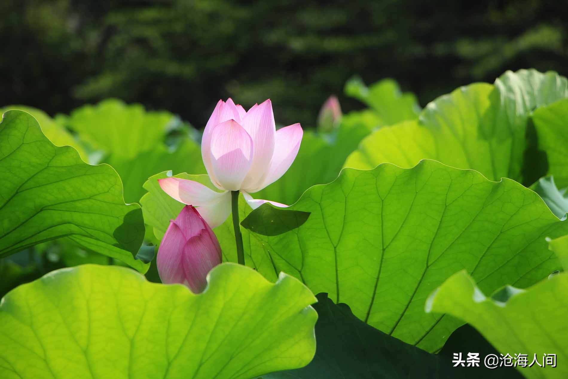 写荷花的诗词有多少,禅意荷花的诗词