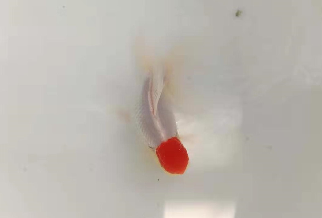 金鱼常见的几种疾病及治疗方法,金鱼生病升温多少度才能杀菌