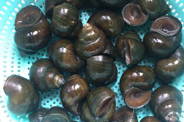 肺吸虫最明显的症状,什么是肺吸虫