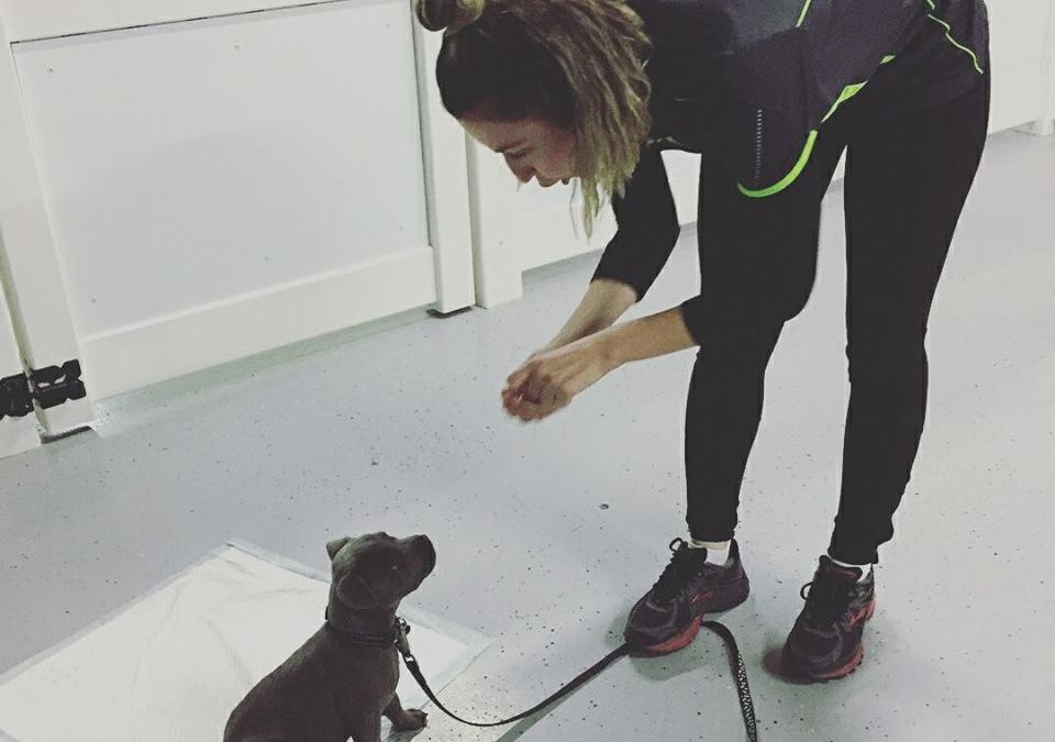 小狗怎么训练视频教程全集,小狗怎么训练的视频