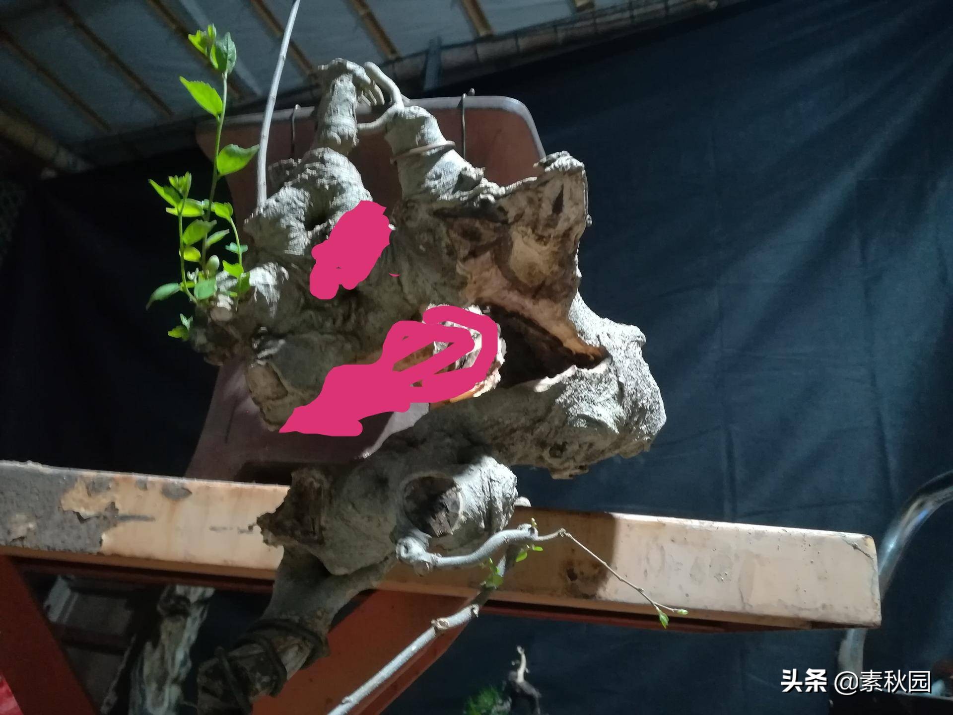 朴树盆景老桩夏季采挖与养坯,各种精品朴树盆景熟桩