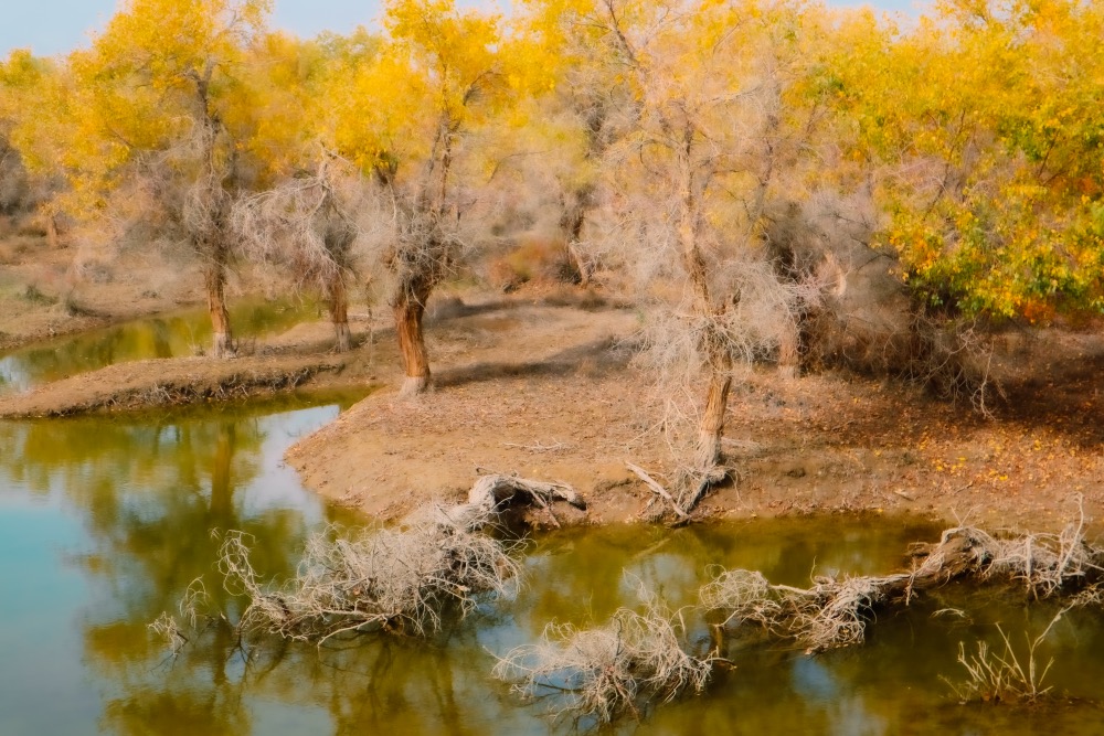 南疆沙雅胡杨林,沙雅县胡杨林最古老胡杨
