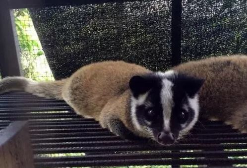 十大不能吃的野生蝙蝠,野生蝙蝠吃啥