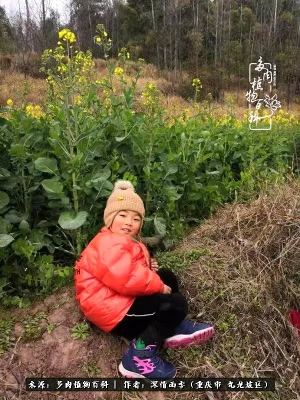 在重庆养多肉养的是一种信仰,重庆养多肉适合用什么土