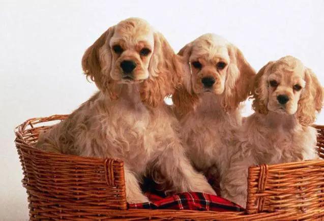 45种狗狗很难得一见你认识几种,45种最难得一见的狗