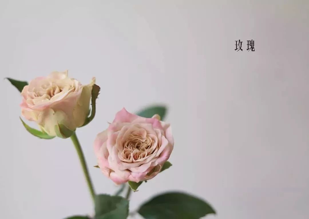 鲜花店常见花材品种大全,花店里同款的两种不同价格的花材