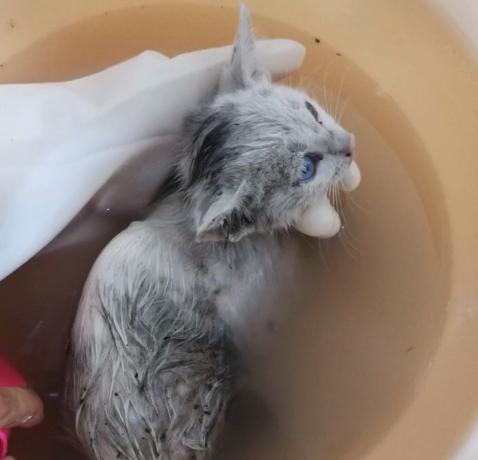 救助流浪猫被粘鼠胶,流浪猫粘鼠板救猫