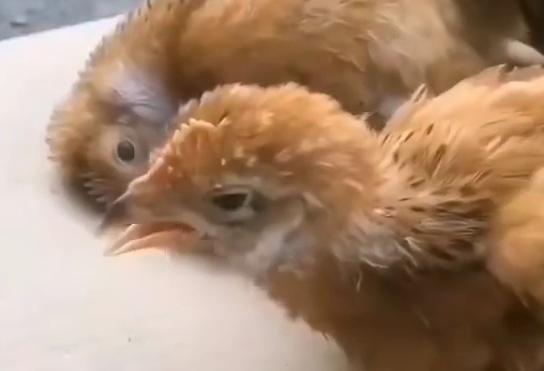 鸡咳嗽张嘴呼吸用什么药,鸡有呼噜声咳嗽是怎么引起的