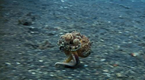 地球上非常奇特的十大生物,地球上奇特而古怪的生物