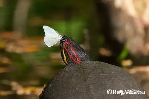 真假李逵——我们买到的“大河甜甜圈”是何许龟也?