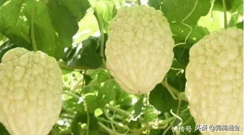 农业蔬菜种植亩产最高,是蔬菜也是主食的蔬菜