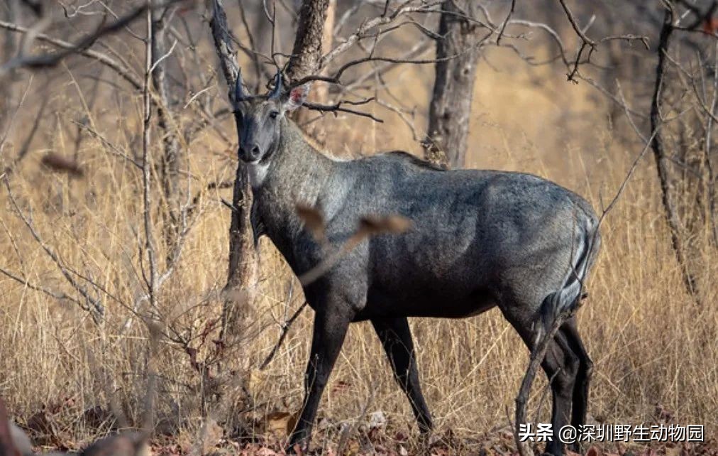 牛科动物的分类史,牛属动物分类