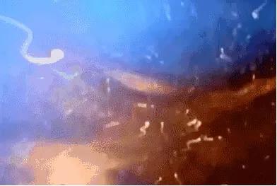 18张动图揭秘，你不是游得最快的那一个精子