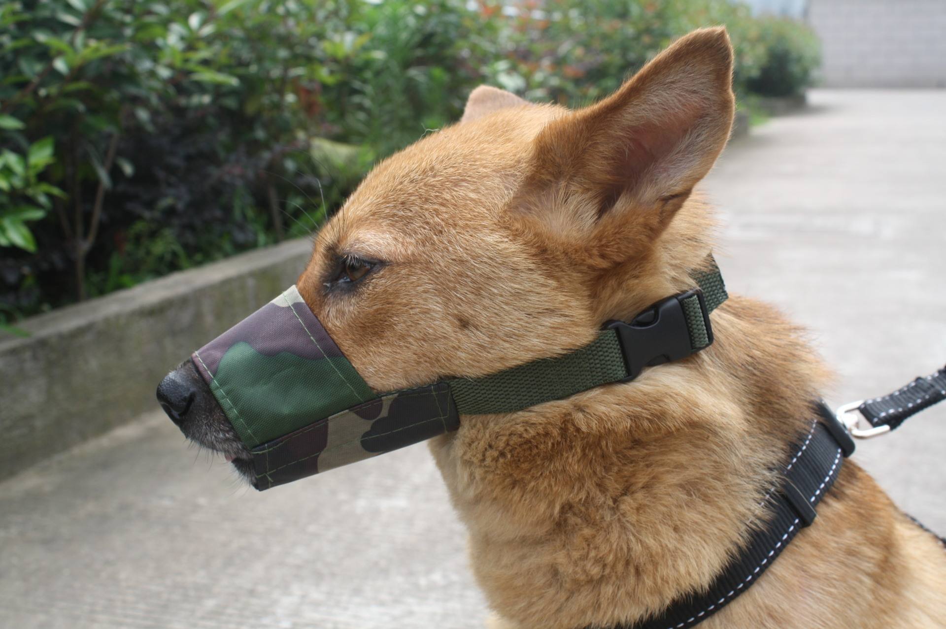 分离焦虑症狗狗止吠训练,狗狗因为分离焦虑症随地大小便