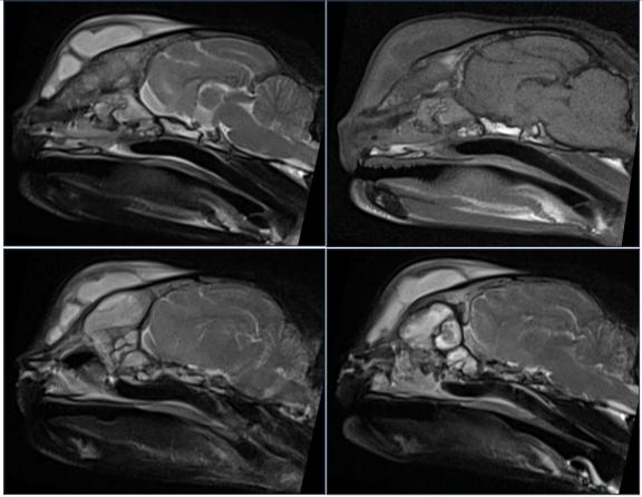 猫咪额头突然肿起来到底是什么原因导致的？你知道吗