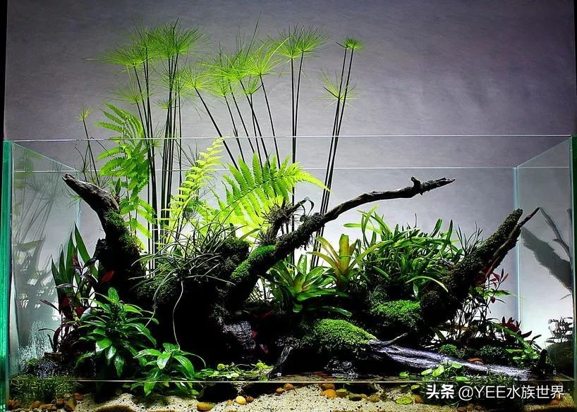 下盐能预防水霉病吗,盐治疗鱼病有哪几种