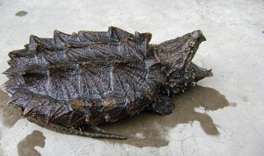 大鳄龟外来物种请勿放生,大鳄龟可以放生么