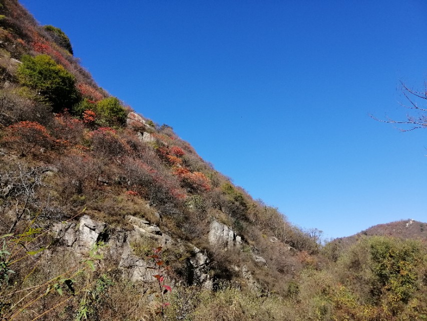 一只美丽的小蝴蝶,一只漂亮的小蝴蝶