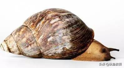 这些东西跑到外面去居然会引起生态危机!