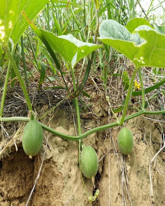 适合山东地区种植的珍稀树种,十种常见观赏草有哪些